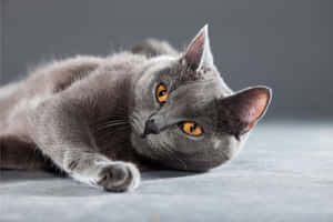 Adorable Chartreux Cat Relaxing On The Floor Wallpaper