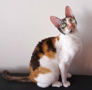 Adorable Cornish Rex Cat Lounging At Home Wallpaper