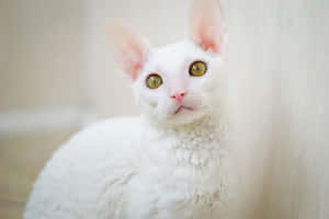 Adorable Cornish Rex Cat Lounging On A Cozy Bed Wallpaper