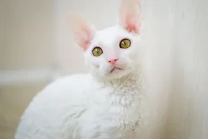 Adorable Cornish Rex Cat Lounging On A Cozy Bed Wallpaper