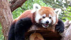 Adorable Cute Red Panda Wallpaper