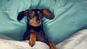 Adorable Dachshund Puppy Sitting In A Meadow Wallpaper