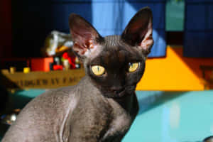 Adorable Devon Rex Cat Lounging Wallpaper