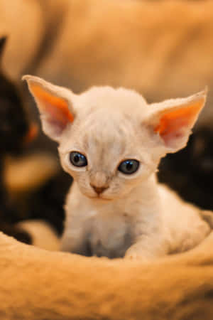 Adorable Devon Rex Cat Relaxing Wallpaper