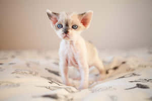 Adorable Devon Rex Cat Sitting With An Inquisitive Gaze Wallpaper