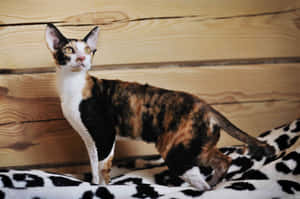 Adorable Devon Rex Posing For The Camera Wallpaper