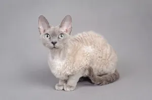 Adorable Devon Rex Relaxing At Home Wallpaper