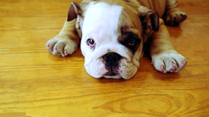 Adorable English Bulldog Puppy Wallpaper