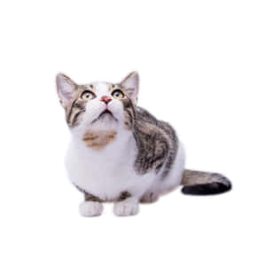 Adorable European Shorthair Cat Resting Comfortably Wallpaper