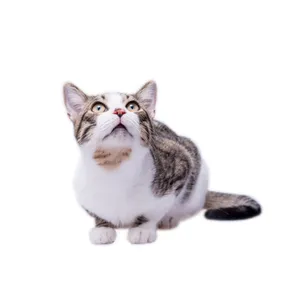 Adorable European Shorthair Cat Resting Comfortably Wallpaper