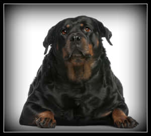 Adorable Fat Dog Lounging Comfortably Wallpaper