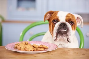 Adorable Fat Dog Lounging In The Sun Wallpaper
