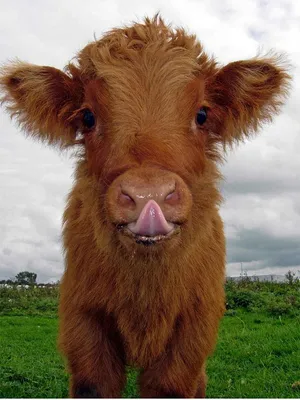 Adorable Fluffy Brown Cow Portrait Wallpaper