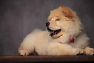 Adorable Fluffy Dog Enjoying Outdoors Wallpaper