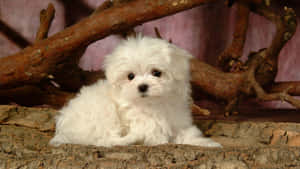 Adorable Fluffy Dog Lounging At Home Wallpaper