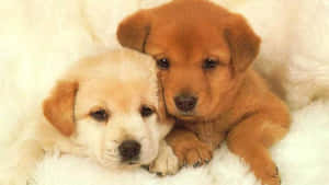 Adorable Fluffy Puppy Sitting On Floor Wallpaper