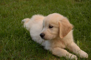 Adorable Golden Retriever Puppy Wallpaper