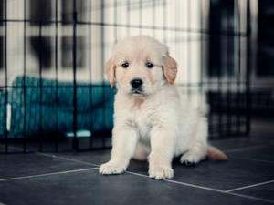 Adorable Golden Retriever Puppy Playing Outdoors Wallpaper