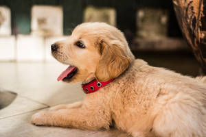 Adorable Golden Retriever Puppy Wearing A Blue Collar Wallpaper