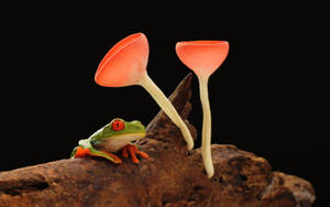 Adorable Green Frog Posing On A Leaf Wallpaper