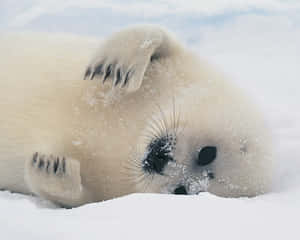 Adorable Harp Seal Pup Restingon Snow.jpg Wallpaper