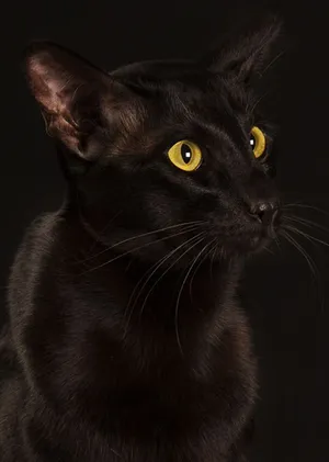 Adorable Havana Brown Cat Relaxing Indoors Wallpaper