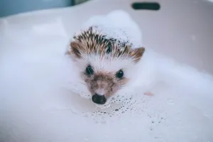 Adorable Hedgehog Ready For A Cuddle Wallpaper