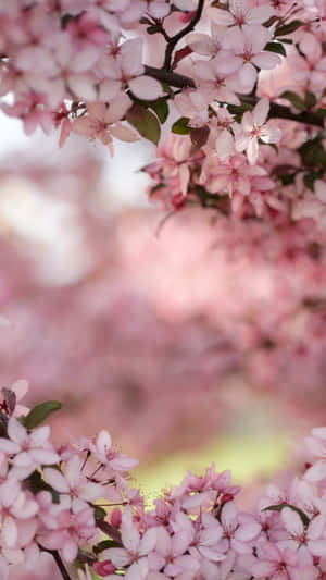 Adorable Kawaii Flower With Happy Smile Wallpaper