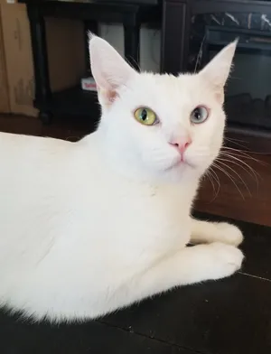 Adorable Khao Manee Cat Posing For Camera Wallpaper