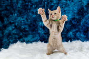 Adorable Kitten Dancingon Fluffy Rug Wallpaper