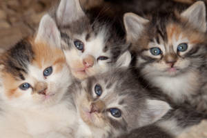 Adorable_ Kitten_ Quartet.jpg Wallpaper