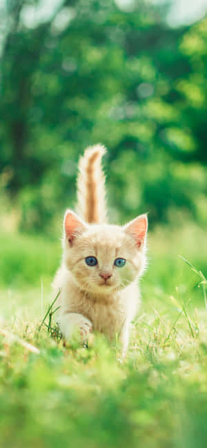 Adorable Kittenin Grass Wallpaper