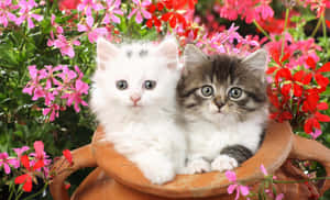 Adorable Kittens Cuddled Inside A Clay Jar Wallpaper