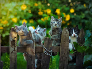 Adorable Kittens Lounging On A Wooden Fence Wallpaper