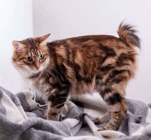 Adorable Kurilian Bobtail Cat Relaxing Outdoors Wallpaper