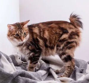 Adorable Kurilian Bobtail Cat Relaxing Outdoors Wallpaper