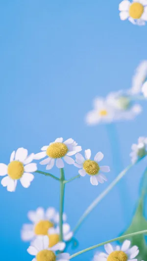 Adorable Light Blue Teddy Bear Wallpaper