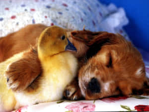 Adorable Little Puppies Snuggling Together Wallpaper