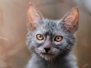 Adorable Lykoi Cat Lounging On A Couch Wallpaper