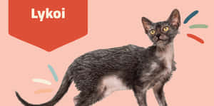 Adorable Lykoi Cat Lounging On A Soft Bed Wallpaper