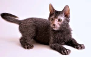 Adorable Lykoi Cat Resting On A Spiral Staircase Wallpaper