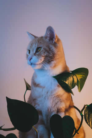 Adorable Manx Cat Posing In Front Of The Camera Wallpaper