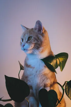 Adorable Manx Cat Posing In Front Of The Camera Wallpaper