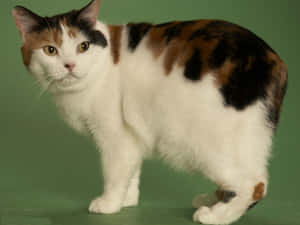 Adorable Manx Cat Relaxing On A Bench Wallpaper