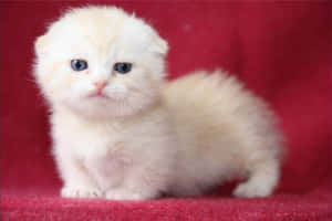 Adorable Munchkin Cat Lounging At Home Wallpaper
