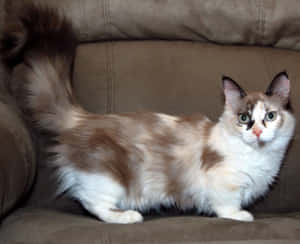 Adorable Munchkin Cat Lounging On A Sofa Wallpaper