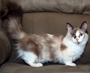 Adorable Munchkin Cat Lounging On A Sofa Wallpaper