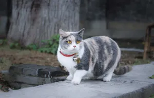 Adorable Munchkin Cat Lounging Wallpaper