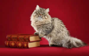 Adorable Napoleon Cat Relaxing Outdoors Wallpaper