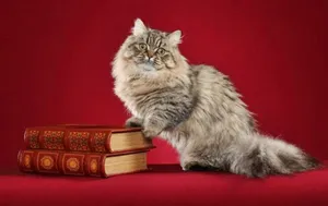 Adorable Napoleon Cat Relaxing Outdoors Wallpaper